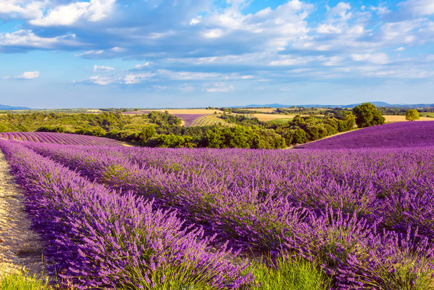 Fransa 'nın Provence kentindeki Valensole yakınlarında güzel mor lavanta tarlaları. Günbatımında çiçek açan çiçeklerle tipik bir geleneksel doğal manzara. - Fotoğraf, Görsel