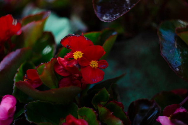 庭に輝く赤いキラキラしたワックスのベゴニア。ベゴニア. - 写真・画像