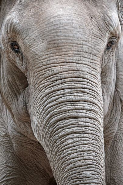 Portrait of an asiatic elephant - Fotografie, Obrázek