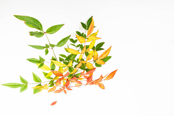 Větvičky s podzimním barevným listím na bílém pozadí. Podzimní koncept. Kopírovat prostor, byt ležel, horní pohled - Fotografie, Obrázek