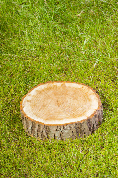 tree stump on the grass - Foto, immagini