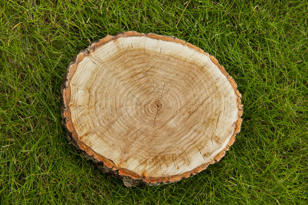 tree stump on the grass, top view - Foto, Imagem