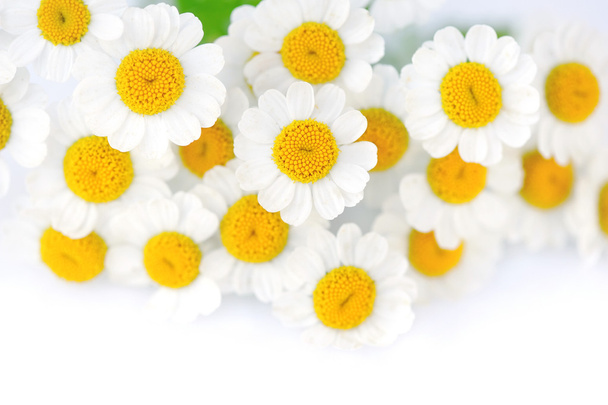 άνθη χαμομηλιού σε λευκό φόντο - Φωτογραφία, εικόνα