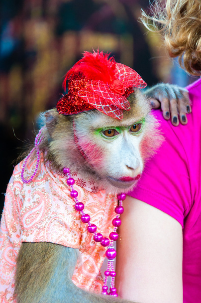 képzett öltözött majom pózol a turisták Thaiföld - Fotó, kép