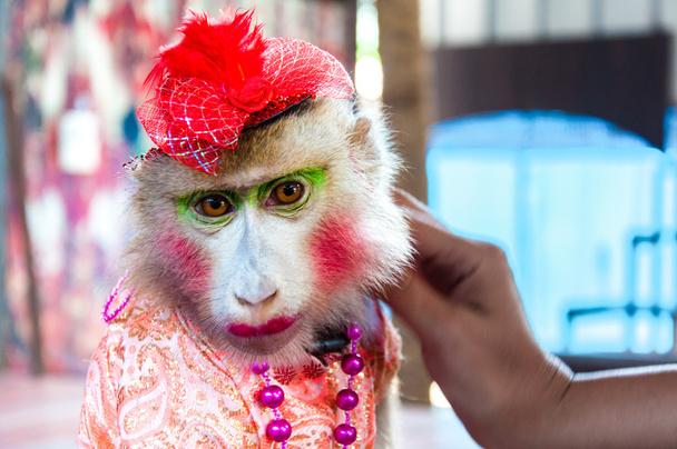képzett öltözött majom pózol a turisták Thaiföld portréja - Fotó, kép