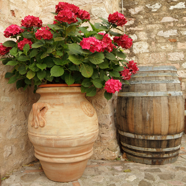 Seramik vazoda çiçek HORTENSIA - Fotoğraf, Görsel