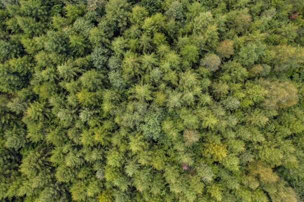 Vista aérea de arriba hacia abajo en el denso y exuberante bosque de abetos verdes - Foto, imagen