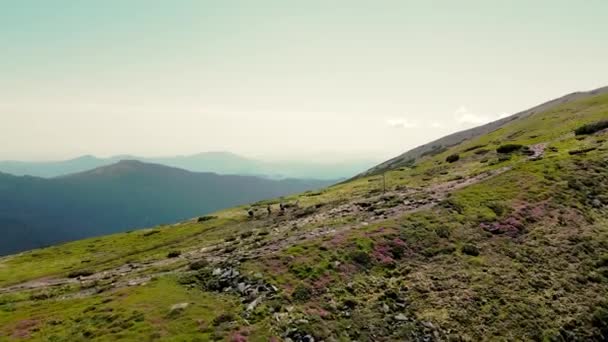 Four hikers walk to the top of the mountain with backpacks on their shoulders. Aerial view, side view of tourists. Hiking in the mountains. Extraordinary beauty of the Carpathian Mountains from a bird - Кадри, відео