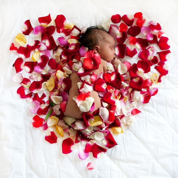 Черный младенец спит в розе
 - Фото, изображение