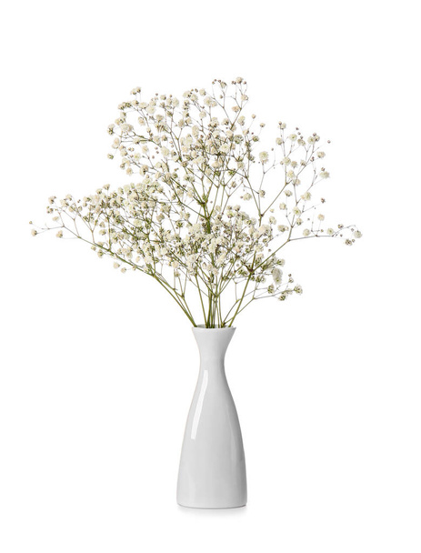 Beautiful gypsophila flowers in vase on white background - Photo, Image