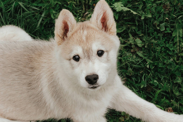 un piccolo cucciolo di un husky siberiano occidentale di caccia giace sull'erba. carino cane da compagnia - Foto, immagini