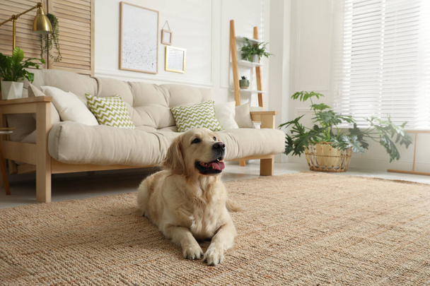 Adorable Golden Retriever dog in living room - Foto, Imagen