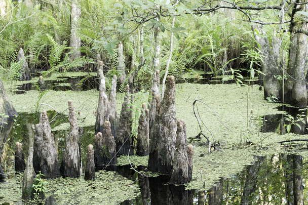 Group Of Cypress Tree Stumps On Wetland - Photo, Image