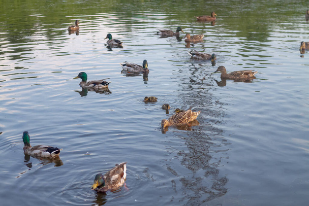 Many ducks with ducklings swim in the pond in the summer. - Фото, изображение