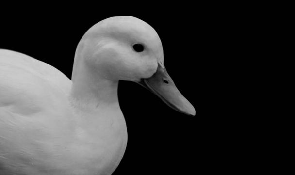 Cute Beautiful White Duck In The Black Background - Photo, Image