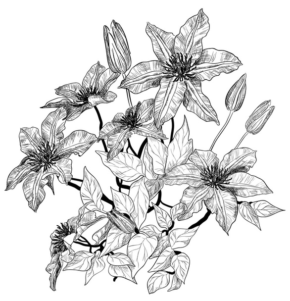 Sketch of clematis flowers - Vector, Image