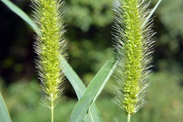 Setaria grows in the field in nature. - Photo, Image