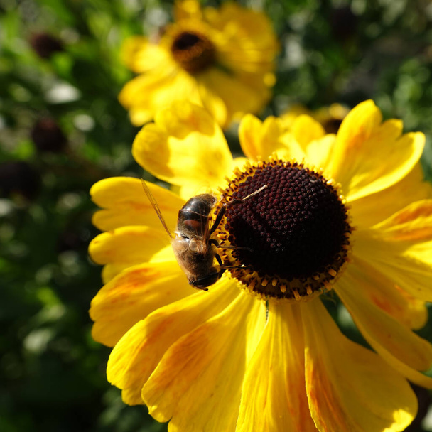Voler sur une fleur d'échine jaune ou Rudbeckia fulgida  - Photo, image