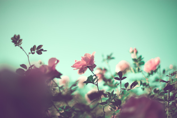 Szüreti rózsa - Fotó, kép