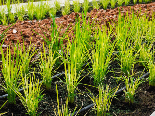 καλλιέργεια νεαρού βιολογικού ρυζιού σε φυτείες λαχανικών κήπο, φυτεία στο σπίτι - Φωτογραφία, εικόνα