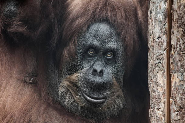 The head of a female orangutan leaned against a dry trunk, an ironic smile Calm and smart orangutan face close-up portrait - Fotoğraf, Görsel
