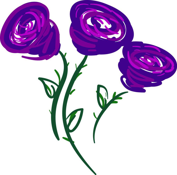 Bright painting of three purple roses vector color drawing or illustration - Vettoriali, immagini