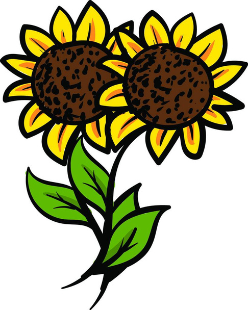 Two yellow sunflowers with green leaves vector illustration on white background - Vettoriali, immagini