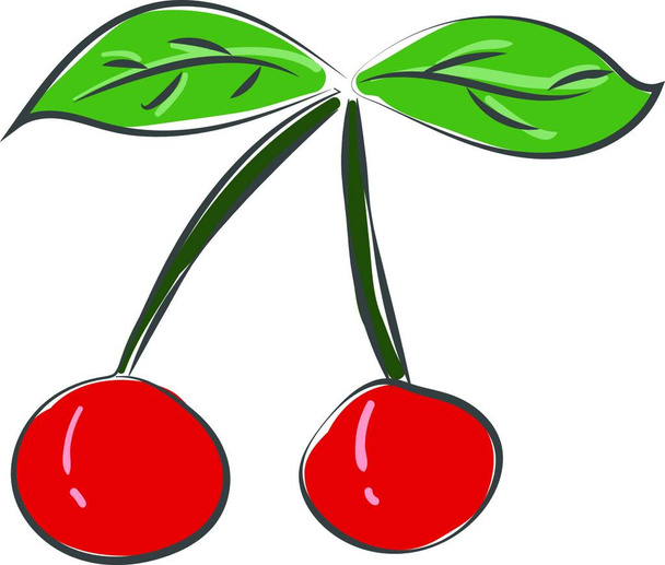Drawing of two cherries with two fresh leaves vector color drawing or illustration - Vektor, obrázek