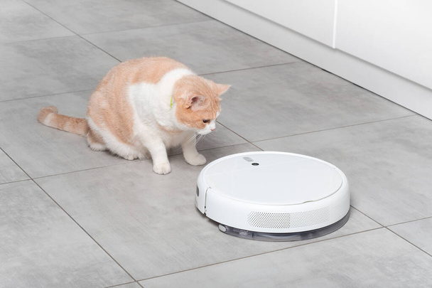 Un aspirapolvere robot bianco lava la cucina, un bellissimo gatto liscio scozzese liscio beige guarda con sorpresa. Pulizia con piastrelle di cemento sul pavimento. pet e smart home - Foto, immagini