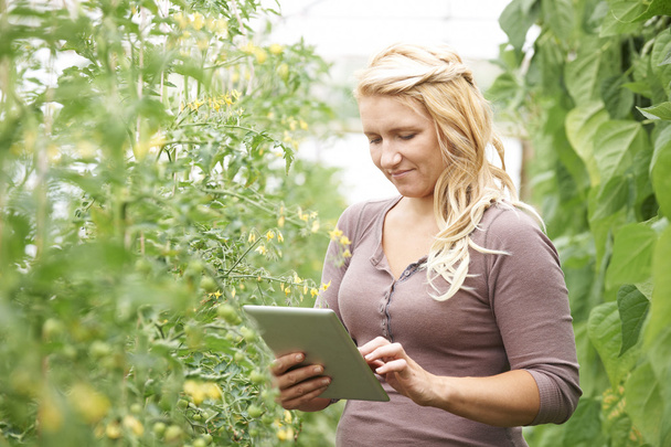 Farm Worker In Greenhouse Checking Tomato Plants Using Digital T - Фото, изображение