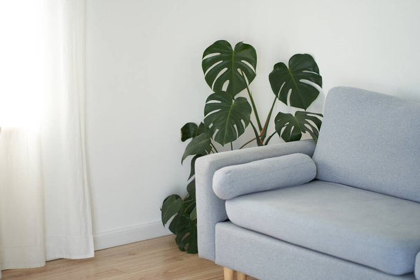 Moderna sala de estar en blanco con un sofá gris. Diseño interior escandinavo. Monstera flor en la esquina - Foto, imagen