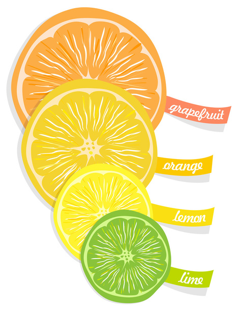 Citrus fruits - Vector, Image