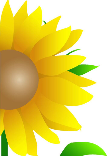 Illustration of yellow sunflower in bloom, isolated on white background with copy space. - Vetor, Imagem