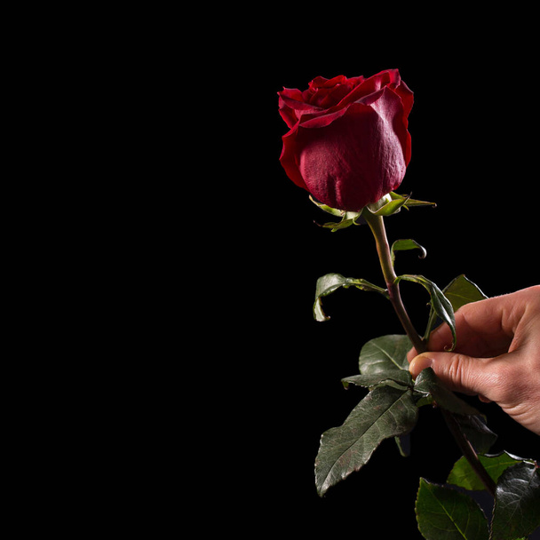 Male hand holding beautiful red rose isolated on black with copy space. - 写真・画像