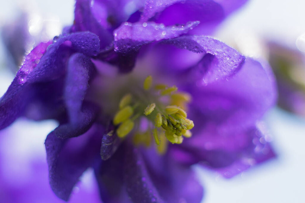 Beautyful delicate wet violet flower.Purple columbine floret in bloom in soft focus lens - Φωτογραφία, εικόνα