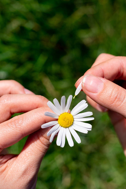 Guess game on chamomile flower with yellow core and many delicate petals, tearing off.Young female hands hold one single white flower.Symbol of simplicity and purity - Foto, immagini