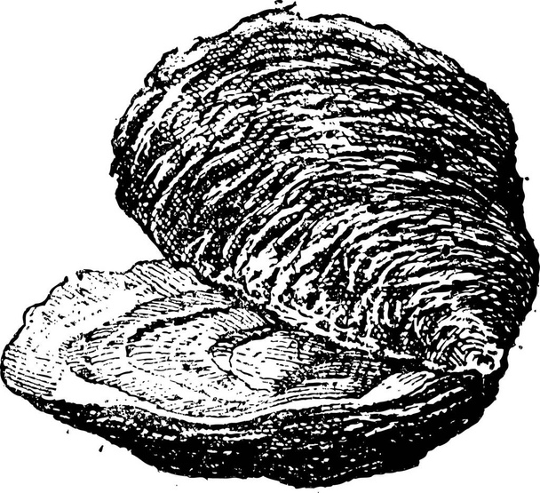 Oyster (bivalve mollusc), vintage engraved illustration. Dictionary of words and things - Larive and Fleury - 1895. - ベクター画像