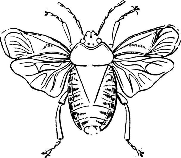 black and white illustration of a cute insect - Vektör, Görsel