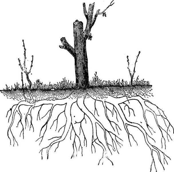 Natural Ground Layering, showing secondary root tips from one plant rising above ground to become separate plants, vintage engraved illustration. Dictionary of Words and Things - Larive and Fleury - 1895 - Διάνυσμα, εικόνα