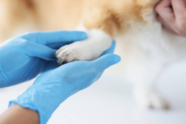 Ветеринар в захисних медичних рукавичках тримає собачу лапу в клініці крупним планом
 - Фото, зображення