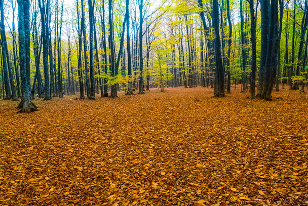 forest glade covered by red dry leaves, autumn season background - 写真・画像