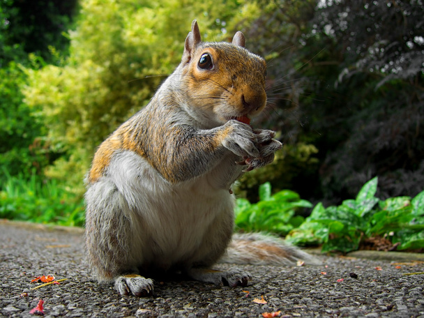 Utelias orava syö
 - Valokuva, kuva