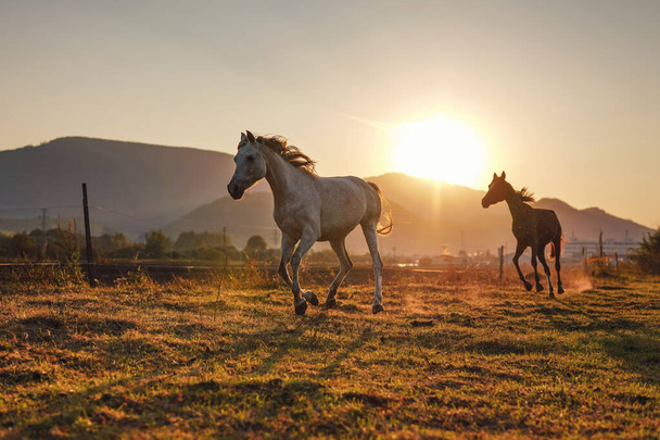 White Arabian horse running on grass field another brown one behind, afternoon sun shines in background - Zdjęcie, obraz