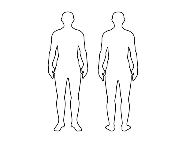 front and back human body - Vettoriali, immagini