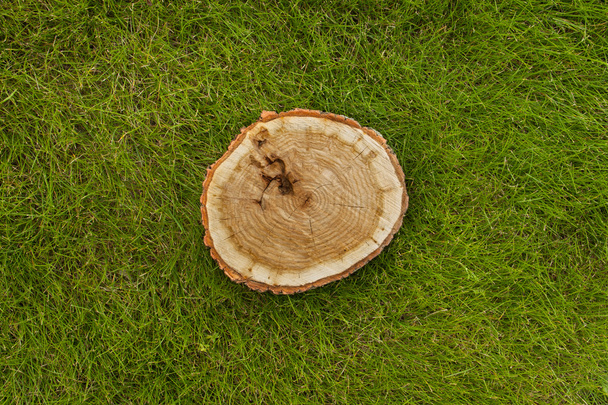 tree stump on the grass, top view - Foto, imagen