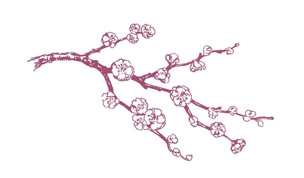 Hand drawn vector pink plum blossom illustration - Vektör, Görsel