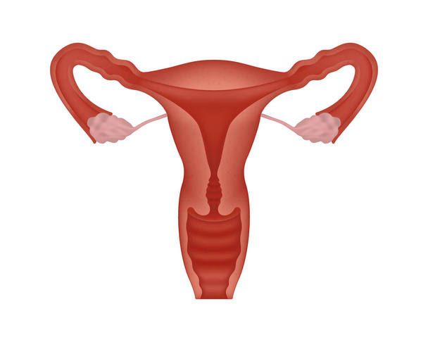 Odříznutý pohled na realistický ženský reprodukční systém. Anatomicky korektní ženský reprodukční systém na bílém pozadí. - Vektor, obrázek