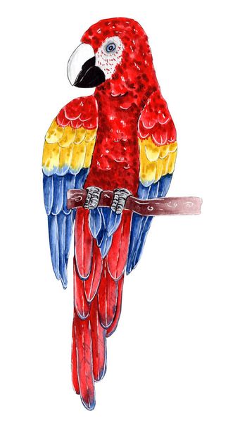Papagaio pintado à mão aquarela, ilustração pássaro. - Foto, Imagem