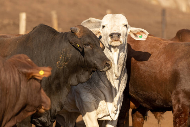 Mucche in una mangiatoia o in un deposito di mangimi in Sudafrica - Foto, immagini