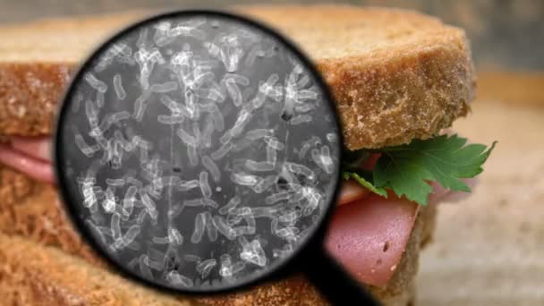Ekmeğin içinde bakteri aranıyor - Video, Çekim